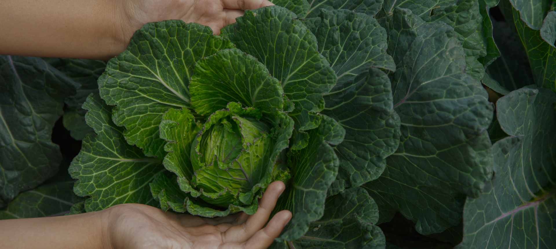 Trở thành Nhà phân phối của FarmHub.asia